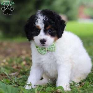 Blake, Mini Bernedoodle Puppy